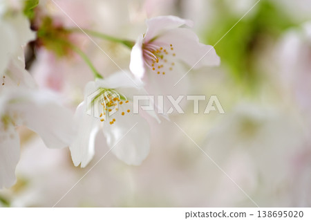 Sakura I saw someday Sakura I saw someday 138695020