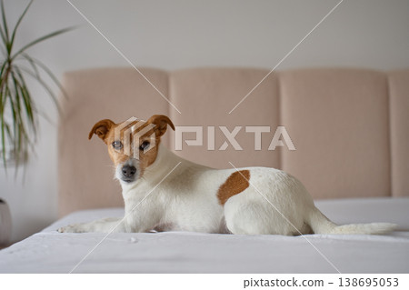 Jack Russell terrier lying on bed and looking at camera in bedroom interior Jack Russell terrier lying on bed and looking at camera in bedroom interior 138695053