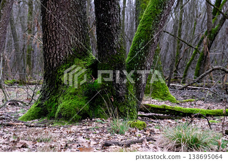 Tree in the Woods with Three Moss Covered Trunks Tree in the Woods with Three Moss Covered Trunks 138695064