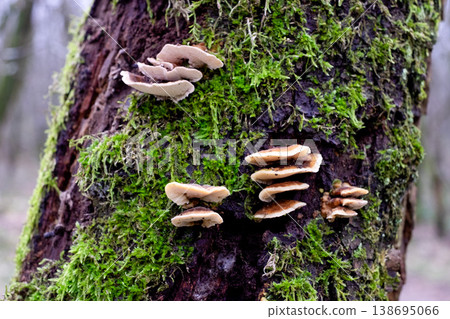 Mushrooms Growing on a North Facing Log in the Woods Mushrooms Growing on a North Facing Log in the Woods 138695066