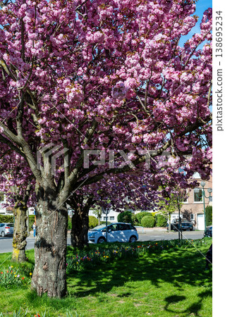 Cherry blossom tree with pink flowers in urban park during spring 138695234