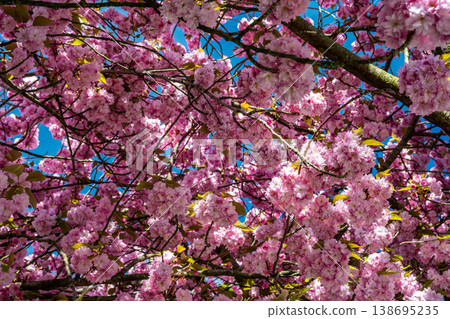 Pink cherry blossom canopy against blue spring sky 138695235