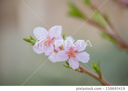 Two pink peach tree flowers on a blurred natural background. 138695419