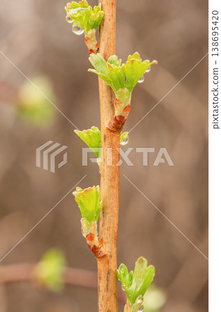 New leaves on the plant. Young gooseberry leaves after rain in spring on a blurred background. New leaves on the plant. Young gooseberry leaves after rain in spring on a blurred background. 138695420