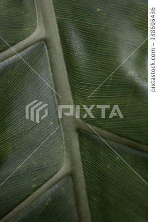 Minimal green leaf macro with soft light tropical plant texture natural background clean botanical aesthetic 138695436