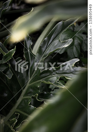 Tropical foliage background with layered green leaves natural jungle texture botanical abstract backdrop copy space Tropical foliage background with layered green leaves natural jungle texture botanical abstract backdrop copy space 138695449