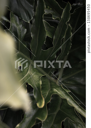 Tropical leaves composition with depth green foliage natural jungle background botanical aesthetic moody copy space Tropical leaves composition with depth green foliage natural jungle background botanical aesthetic moody copy space 138695450