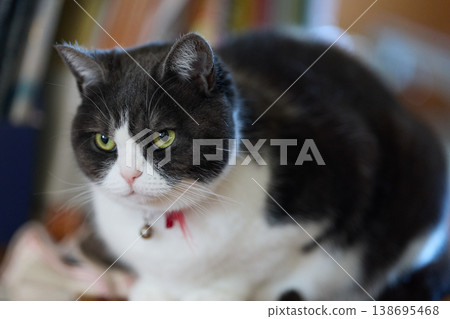 Indoor cat 138695468