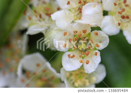 White pyracantha flowers blooming in the forest in early summer White pyracantha flowers blooming in the forest in early summer 138695484