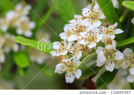 White pyracantha flowers blooming in the forest in early summer White pyracantha flowers blooming in the forest in early summer 138695487