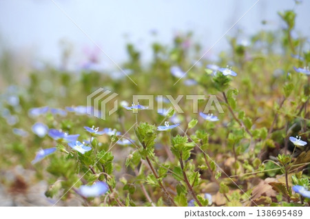 波斯Speedwell 波斯Speedwell 138695489