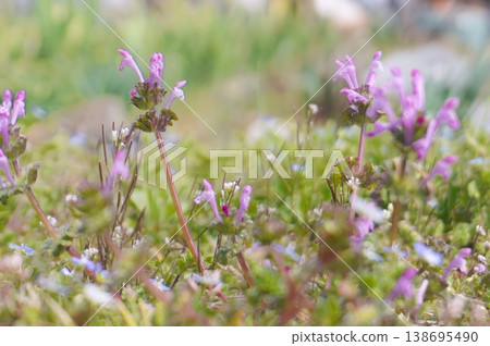 波斯Speedwell 波斯Speedwell 138695490