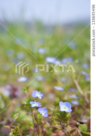 波斯Speedwell 波斯Speedwell 138695496