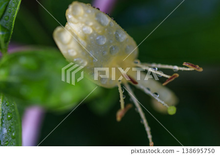 Honeysuckle flowers blooming in the early summer forest 138695750