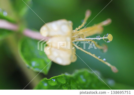 開花在初夏森林裡的金銀花 138695751