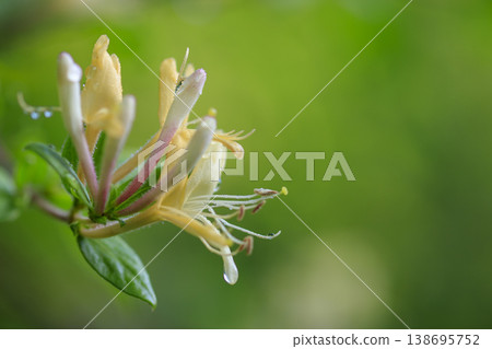 Honeysuckle flowers blooming in the early summer forest 138695752