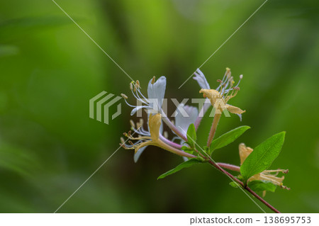 開花在初夏森林裡的金銀花 138695753