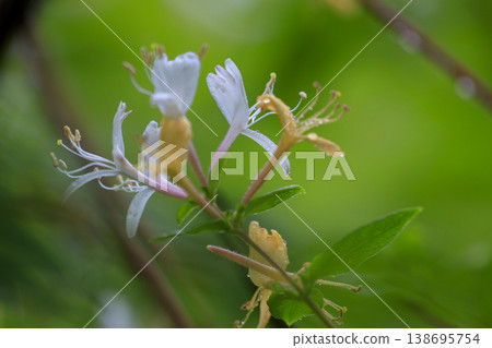 Honeysuckle flowers blooming in the early summer forest Honeysuckle flowers blooming in the early summer forest 138695754