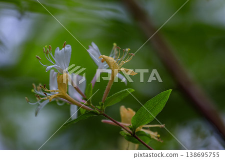 開花在初夏森林裡的金銀花 138695755