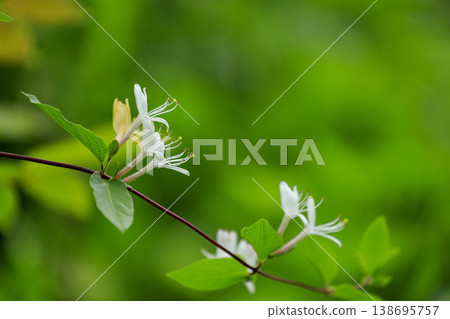 Honeysuckle flowers blooming in the early summer forest Honeysuckle flowers blooming in the early summer forest 138695757