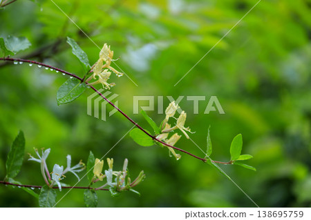 Honeysuckle flowers blooming in the early summer forest Honeysuckle flowers blooming in the early summer forest 138695759