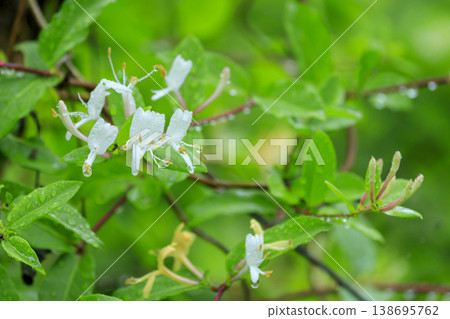 Honeysuckle flowers blooming in the early summer forest Honeysuckle flowers blooming in the early summer forest 138695762