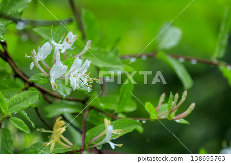 開花在初夏森林裡的金銀花 138695763