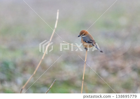 A small bird of prey: the shrike A small bird of prey: the shrike 138695779