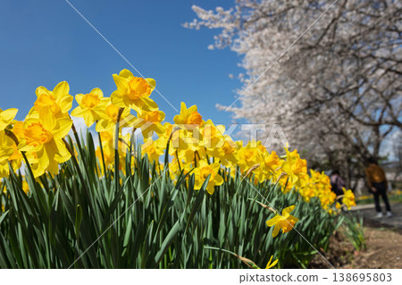 群馬縣東賀妻町岩井海濱公園春季水仙花節 138695803