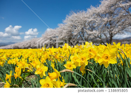 Springtime Daffodil Festival at Iwai Waterfront Park, Higashiagatsuma Town, Gunma Prefecture 138695805