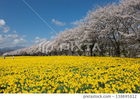Springtime Daffodil Festival at Iwai Waterfront Park, Higashiagatsuma Town, Gunma Prefecture 138695812