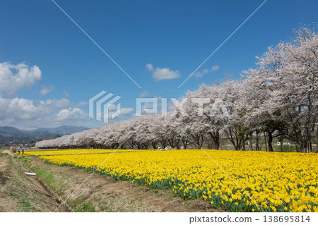 Springtime Daffodil Festival at Iwai Waterfront Park, Higashiagatsuma Town, Gunma Prefecture 138695814