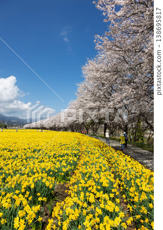 群馬縣東賀妻町岩井海濱公園春季水仙花節 138695817