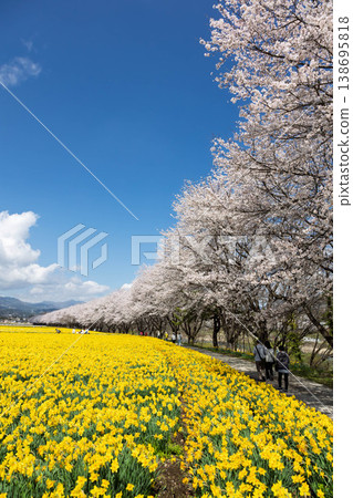 群馬縣東賀妻町岩井海濱公園春季水仙花節 138695818