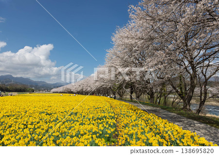 群馬縣東賀妻町岩井海濱公園春季水仙花節 群馬縣東賀妻町岩井海濱公園春季水仙花節 138695820