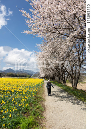Springtime Daffodil Festival at Iwai Waterfront Park, Higashiagatsuma Town, Gunma Prefecture Springtime Daffodil Festival at Iwai Waterfront Park, Higashiagatsuma Town, Gunma Prefecture 138695830
