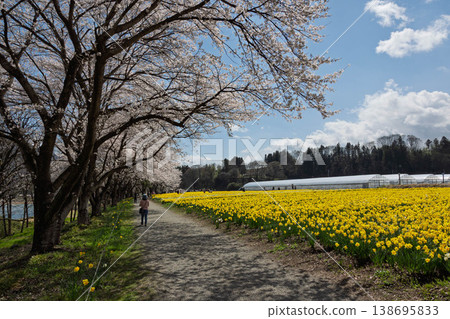 群馬縣東賀妻町岩井海濱公園春季水仙花節 群馬縣東賀妻町岩井海濱公園春季水仙花節 138695833