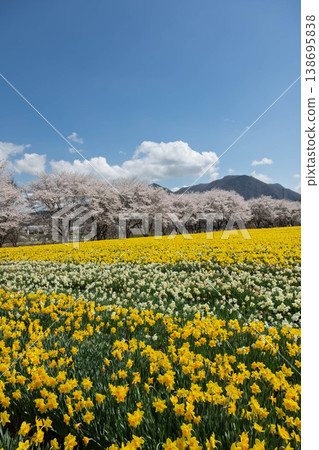 群馬縣東賀妻町岩井海濱公園春季水仙花節 群馬縣東賀妻町岩井海濱公園春季水仙花節 138695838