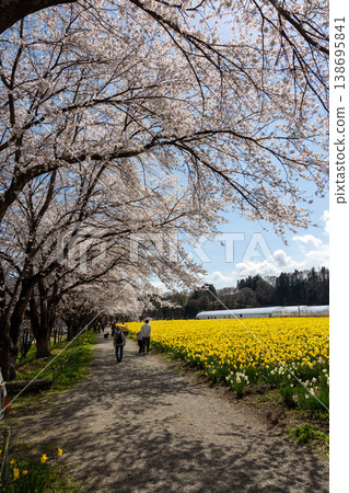 群馬縣東賀妻町岩井海濱公園春季水仙花節 群馬縣東賀妻町岩井海濱公園春季水仙花節 138695841