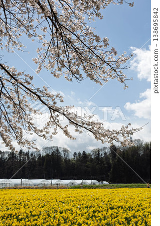 群馬縣東賀妻町岩井海濱公園春季水仙花節 群馬縣東賀妻町岩井海濱公園春季水仙花節 138695842