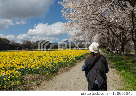 Springtime Daffodil Festival at Iwai Waterfront Park, Higashiagatsuma Town, Gunma Prefecture Springtime Daffodil Festival at Iwai Waterfront Park, Higashiagatsuma Town, Gunma Prefecture 138695843