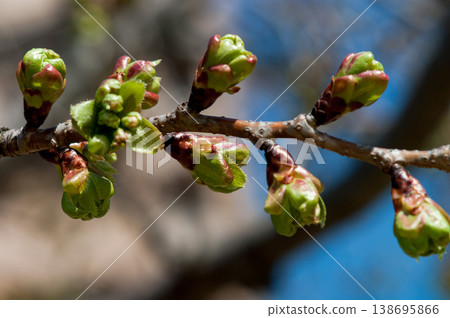 櫻花 Ukonzakura 芽 櫻花 Ukonzakura 芽 138695866