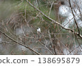 A long-tailed tit perched on a birch twig. 138695879