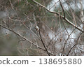 A long-tailed tit perched on a birch twig. 138695880