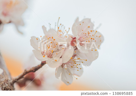 White apricot tree flowers on a blurred natural background. 138695885