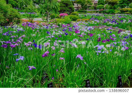 東京葛飾區堀切鳶尾花園:盛開的鳶尾花和鳶尾花田的景色。 東京葛飾區堀切鳶尾花園:盛開的鳶尾花和鳶尾花田的景色。 138696007
