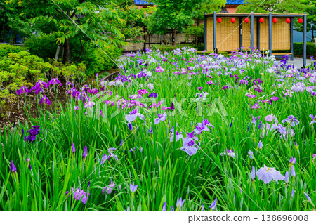 東京葛飾區堀切鳶尾花園:盛開的鳶尾花和鳶尾花田的景色。 東京葛飾區堀切鳶尾花園:盛開的鳶尾花和鳶尾花田的景色。 138696008