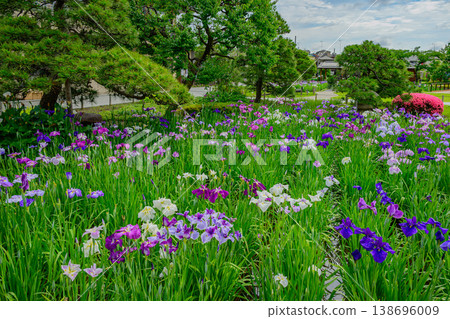 東京葛飾區堀切鳶尾花園:盛開的鳶尾花和鳶尾花田的景色。 東京葛飾區堀切鳶尾花園:盛開的鳶尾花和鳶尾花田的景色。 138696009