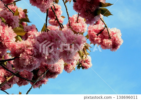 Lush pink cherry blossoms against a bright blue sky Lush pink cherry blossoms against a bright blue sky 138696011