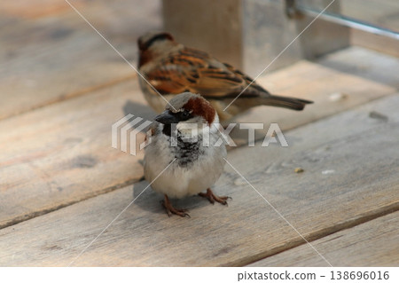 Two house sparrows bask in the sun on a wooden surface Two house sparrows bask in the sun on a wooden surface 138696016